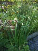 A garden is a lovesome thing, God wot!
