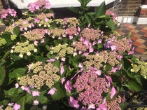 A garden is a lovesome thing, God wot!