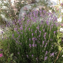 Weirdy ladybird on my lavender