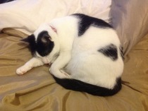 Shall we show off our cats? &#55357&#56832&#55357&#56832&#55357&#56832&#55357&#56832