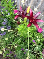 A garden is a lovesome thing, God wot!