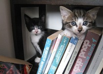 Shall we show off our cats? &#55357&#56832&#55357&#56832&#55357&#56832&#55357&#56832