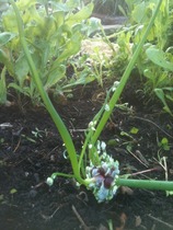 A garden is a lovesome thing, God wot!