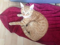 Shall we show off our cats? &#55357&#56832&#55357&#56832&#55357&#56832&#55357&#56832