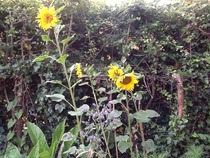 A garden is a lovesome thing, God wot!