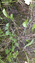 Clay soil, lawn full of moss and weeds, is now a good time for a feed and weed treatment?