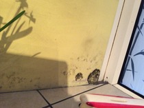 Wibu to ask for a reduction in rent so I can buy 'stuff' due to mould damage (sorry, long!)
