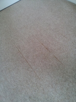 Carpets - A renters nightmare!!!