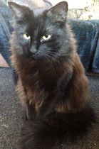 Shall we show off our cats? &#55357&#56832&#55357&#56832&#55357&#56832&#55357&#56832