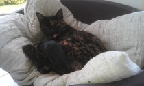 Oh bugger - DS's cat has disappeared