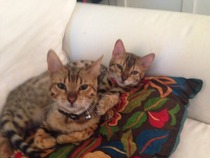 Shall we show off our cats? &#55357&#56832&#55357&#56832&#55357&#56832&#55357&#56832