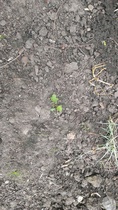 Clay soil, lawn full of moss and weeds, is now a good time for a feed and weed treatment?