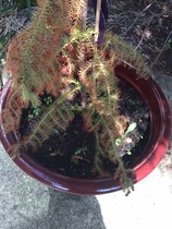 What is this plant and is it dead?