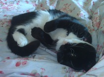 Vaccines have made my cat poorly :(