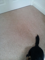 Carpets - A renters nightmare!!!