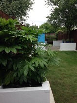 Anyone fancy helping me redesign my (teeny, tiny) garden?