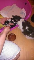 Squeeeee!! 3 day old kitten pics!