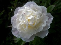 Photography chat thread - for all who are into Photography in whatever form