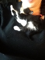 Found a kitten!!!