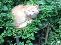 Shall we show off our cats? &#55357&#56832&#55357&#56832&#55357&#56832&#55357&#56832