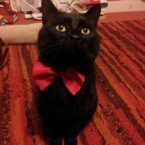 Shall we show off our cats? &#55357&#56832&#55357&#56832&#55357&#56832&#55357&#56832