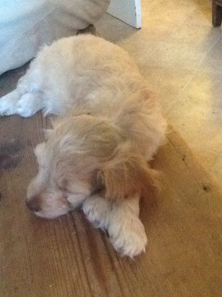 New puppy mummies