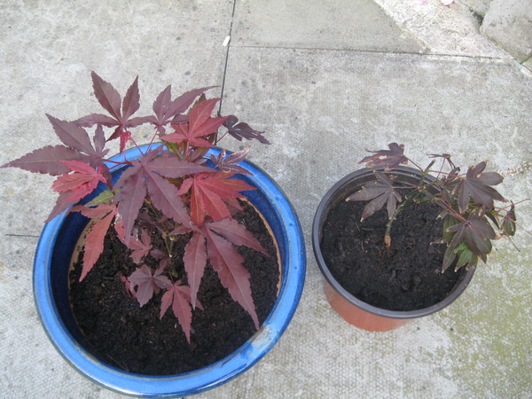 Help! My Japanese purple acer has given up [sad]