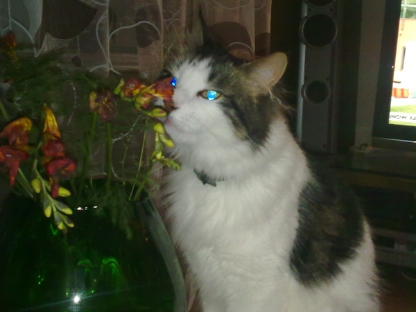 Shall we show off our cats? &#55357&#56832&#55357&#56832&#55357&#56832&#55357&#56832