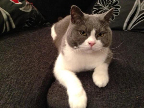 Shall we show off our cats? &#55357&#56832&#55357&#56832&#55357&#56832&#55357&#56832