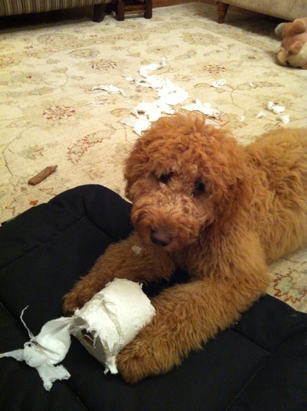 och the dogs ate toilet paper