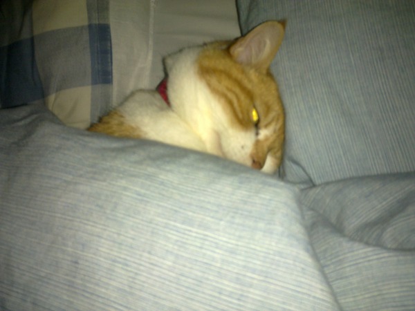 to let my cat sleep on my bed?