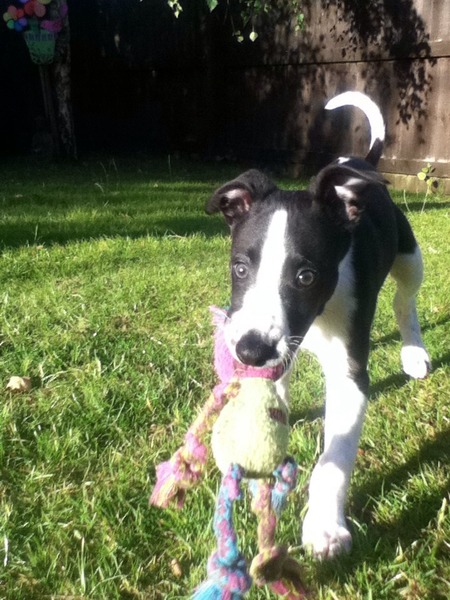 New puppy mummies