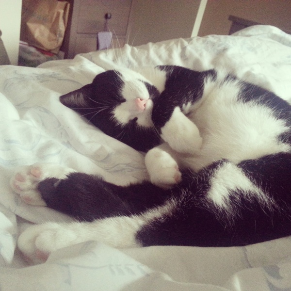 to let my cat sleep on my bed?