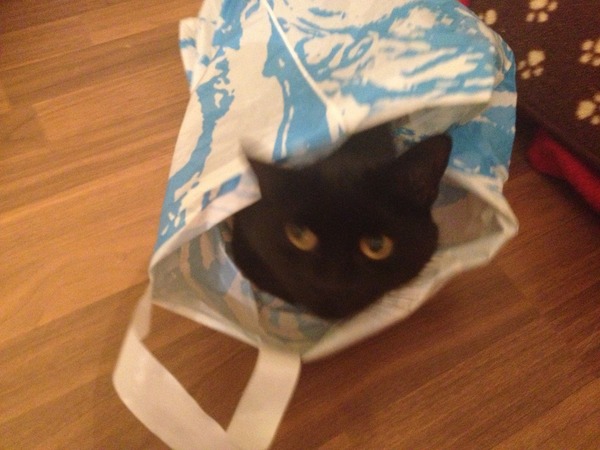Where is your cat right now?