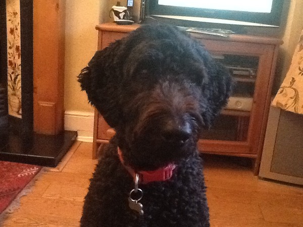 Labradoodles - the good, the bad and the ugly!