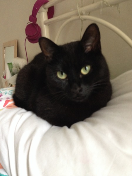 to let my cat sleep on my bed?