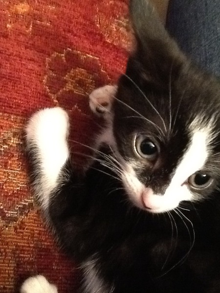 I'm going to have to cut the feline apron strings...