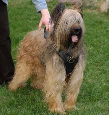 Please help me identify a dog.