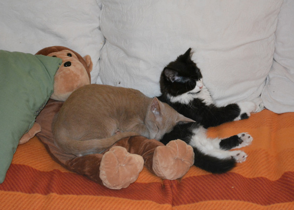 Shall we show off our cats? &#55357&#56832&#55357&#56832&#55357&#56832&#55357&#56832