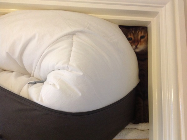 Shall we show off our cats? &#55357&#56832&#55357&#56832&#55357&#56832&#55357&#56832