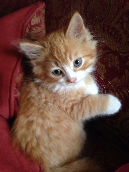 Shall we show off our cats? &#55357&#56832&#55357&#56832&#55357&#56832&#55357&#56832