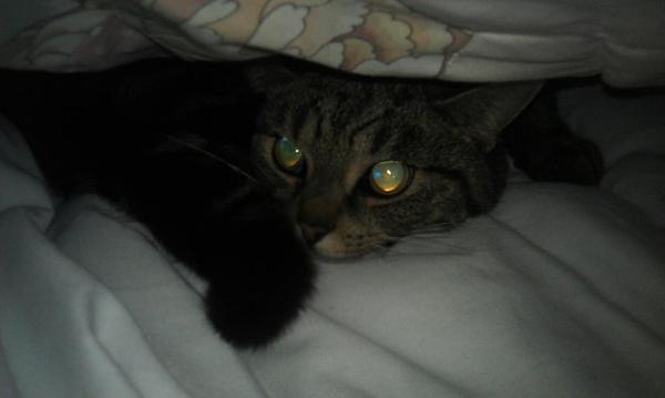 to let my cat sleep on my bed?