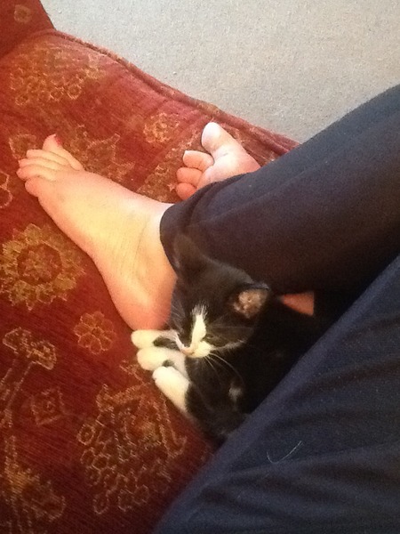 Kitten is a SOD.