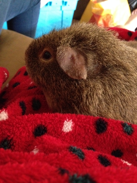 (Guinea-Pig Thread not grandparents or Doctors) :Today is GP3 "Gotcha Day" ;)