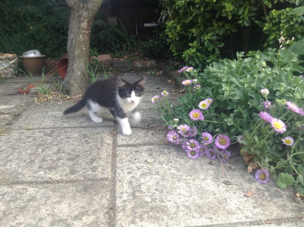 Shall we show off our cats? &#55357&#56832&#55357&#56832&#55357&#56832&#55357&#56832