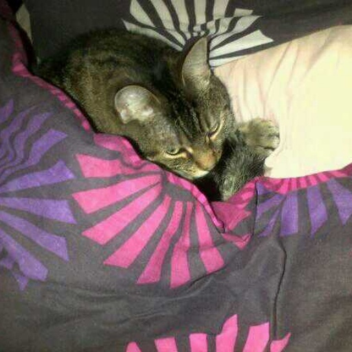to let my cat sleep on my bed?