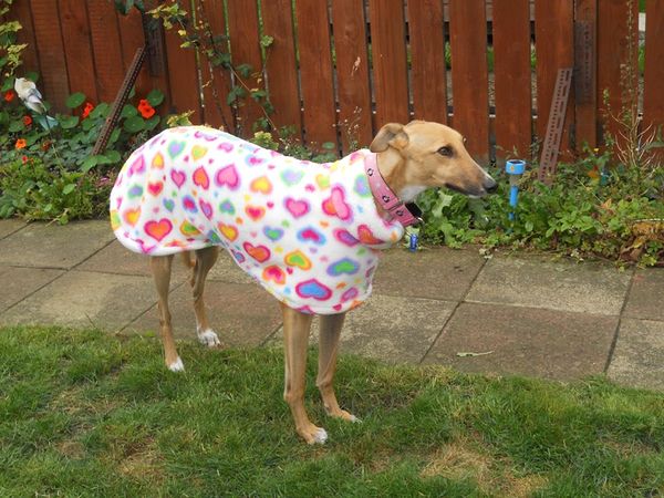 Greyhound, Whippet or Lurcher owner? Here's another pointy hounds cushion!