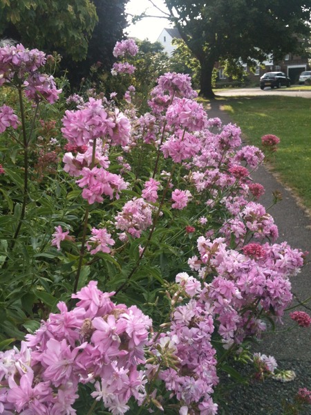 What's this flower, it's out now