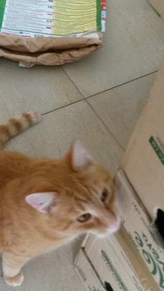 Share your Cat Cafe visits