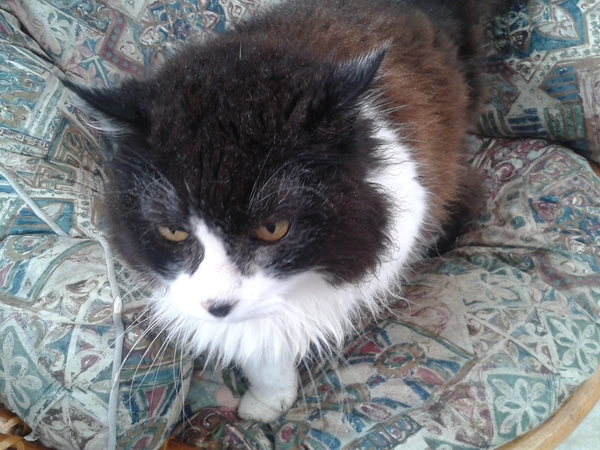 Rehoming my lovely old girl...